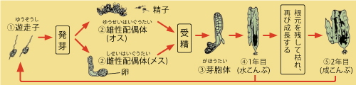 こんぶ成長図